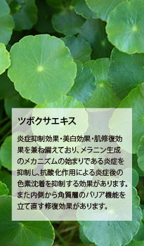 ツボクサエキス