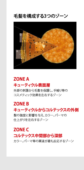 毛髪を構成する3つのゾーン　キューティクル表面層/キューティクルからコルテックスの外側/コルテックス中間部から深部