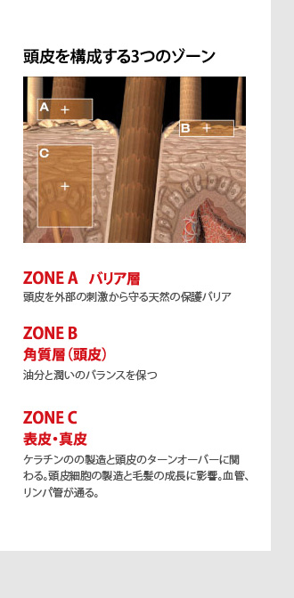 頭皮を構成する3つのゾーン/バリア層・角質層（頭皮）/表皮・真皮